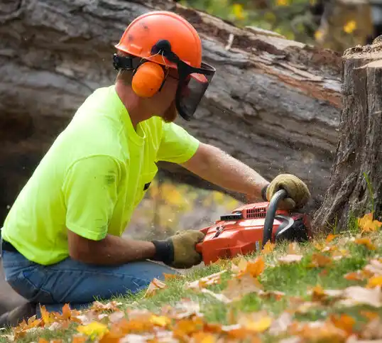 tree services Glorieta